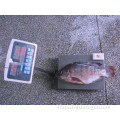 Professional manufacturer and exporter of frozen tilapia